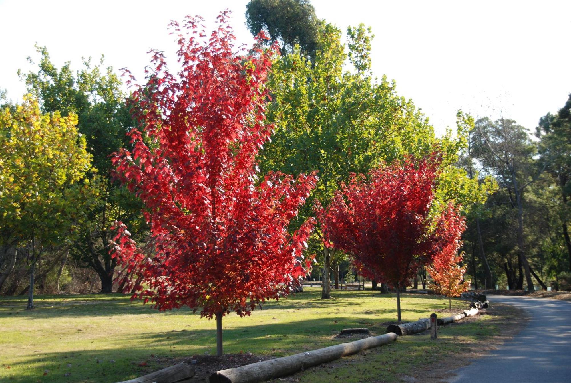 Beechworth Lake Sambell Caravan Park Zewnętrze zdjęcie